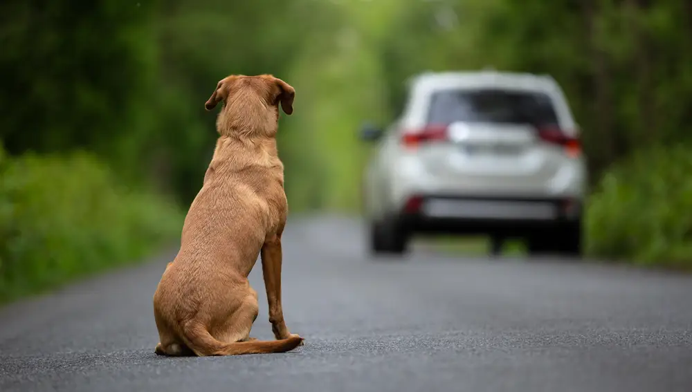 Las adopciones de perros en España caen a la cifra más baja de los últimos tres años, según Fundación Affinity
