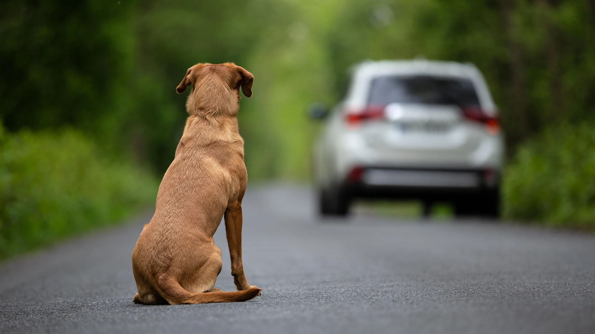 Las adopciones de perros en España caen a la cifra más baja de los últimos tres años, según Fundación Affinity. FUNDACIÓN AFFINITY 09/09/2024