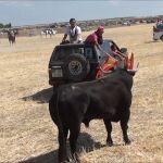 Encierro por el campo en El Casar (Guadalajara) - 7 de septiembre, 2022