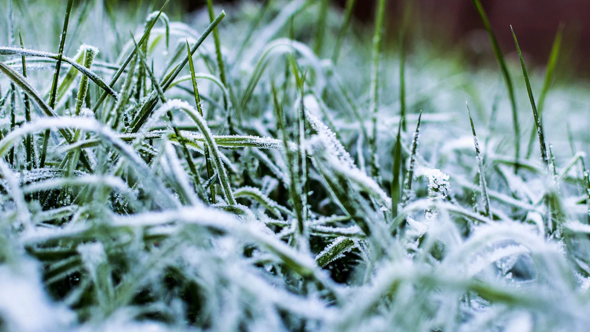 Imagen de archivo de un cultivo cubierto de hielo tras una fuerte helada