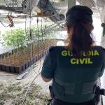 Plantación de marihuana en la A-2