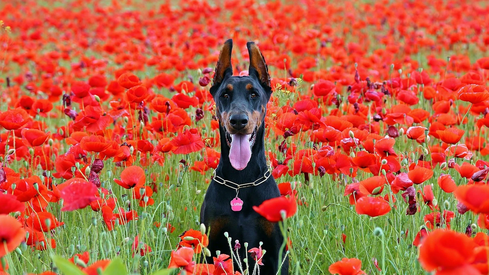 Razas de perro no para principiantes