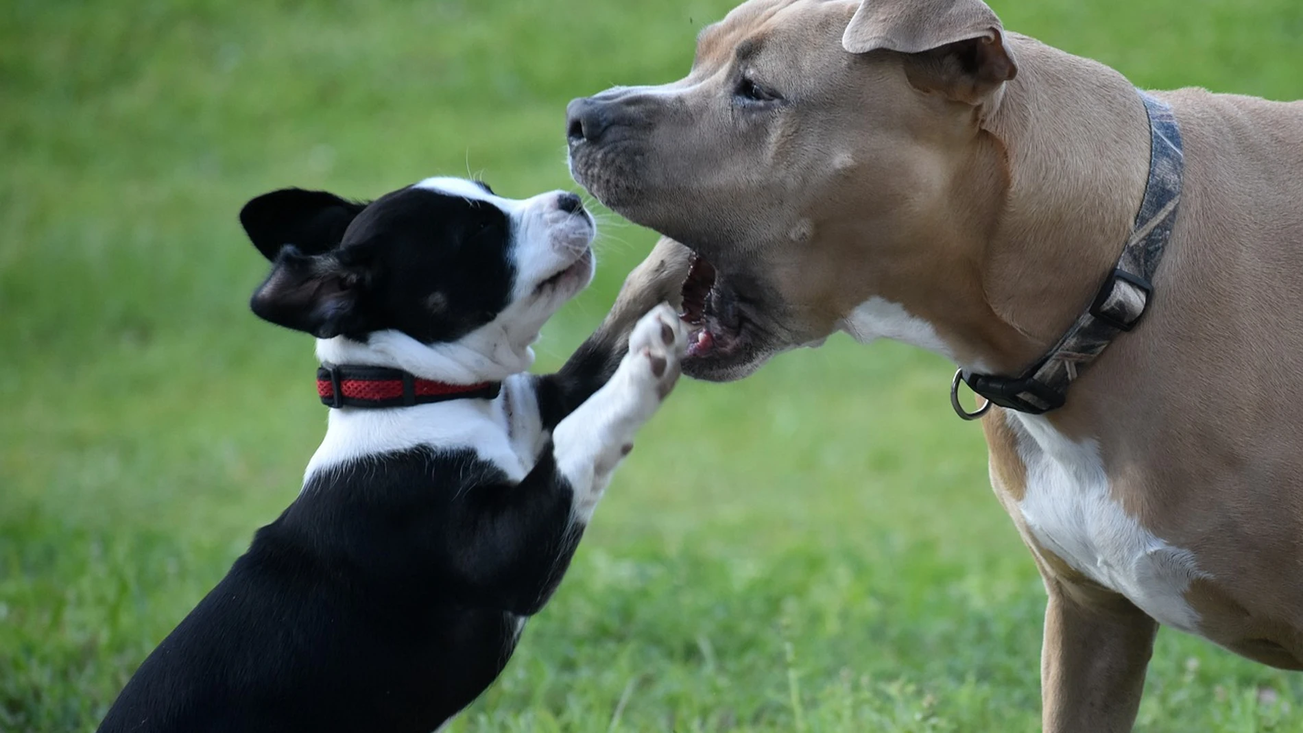 Raza perro favorito España