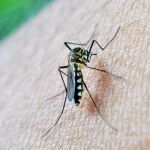 El virus del Nilo está teniendo gran incidencia este verano