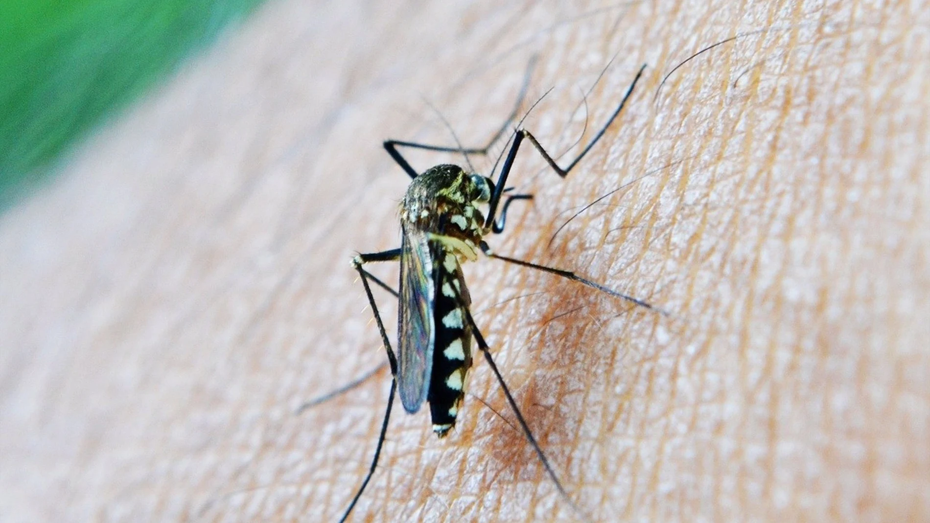El virus del Nilo está teniendo gran incidencia este verano