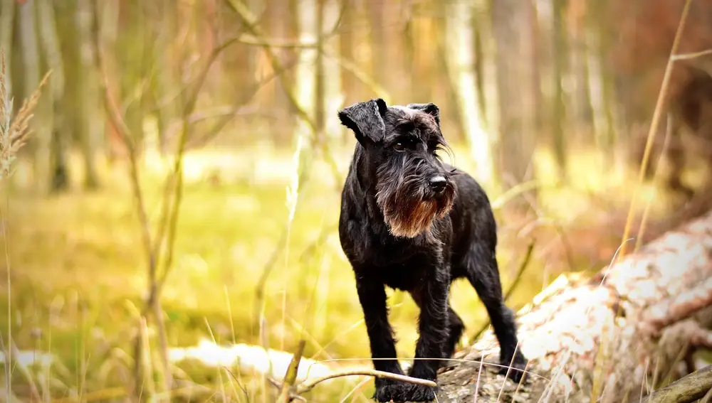 Schnauzer en miniatura