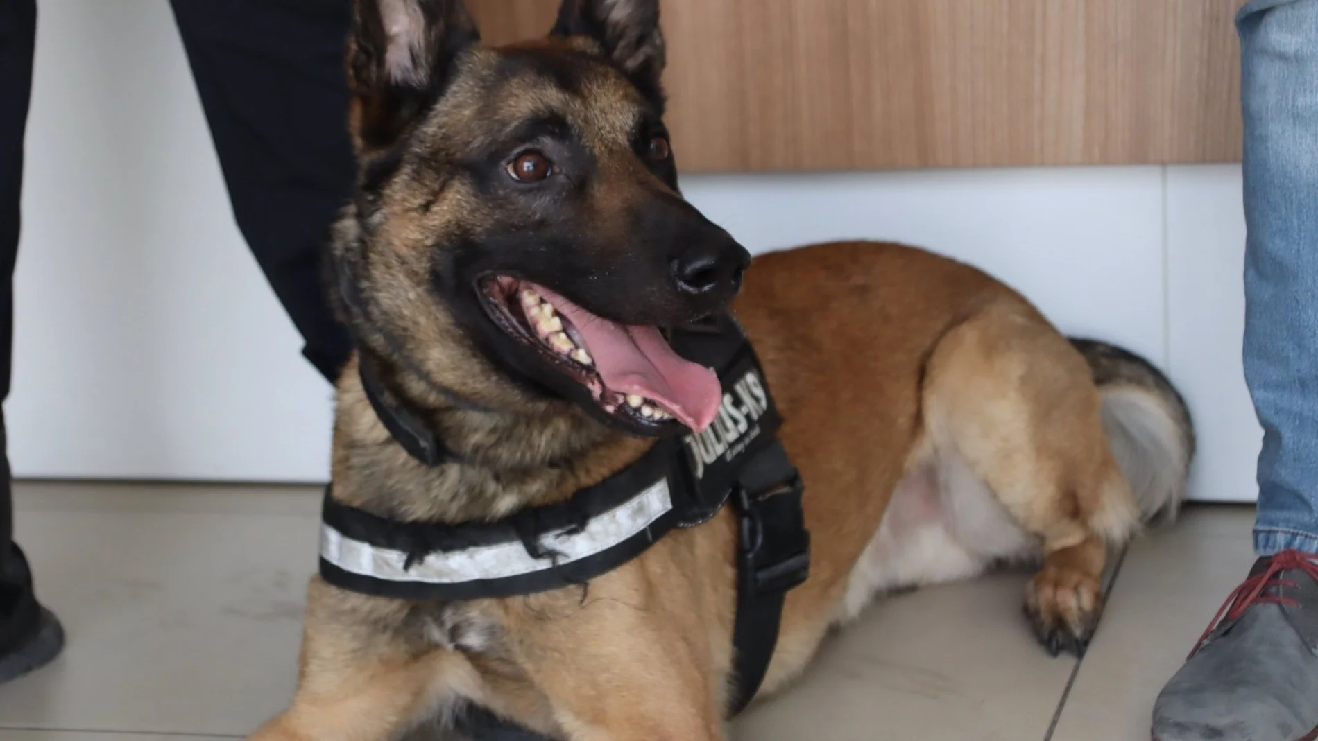 Un juez de Santander acuerda la copropiedad y custodia compartida de un perro