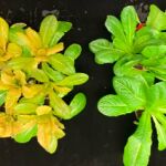 Superlechugas doradas: mayor capacidad antioxidante y más ricas en vitamina A