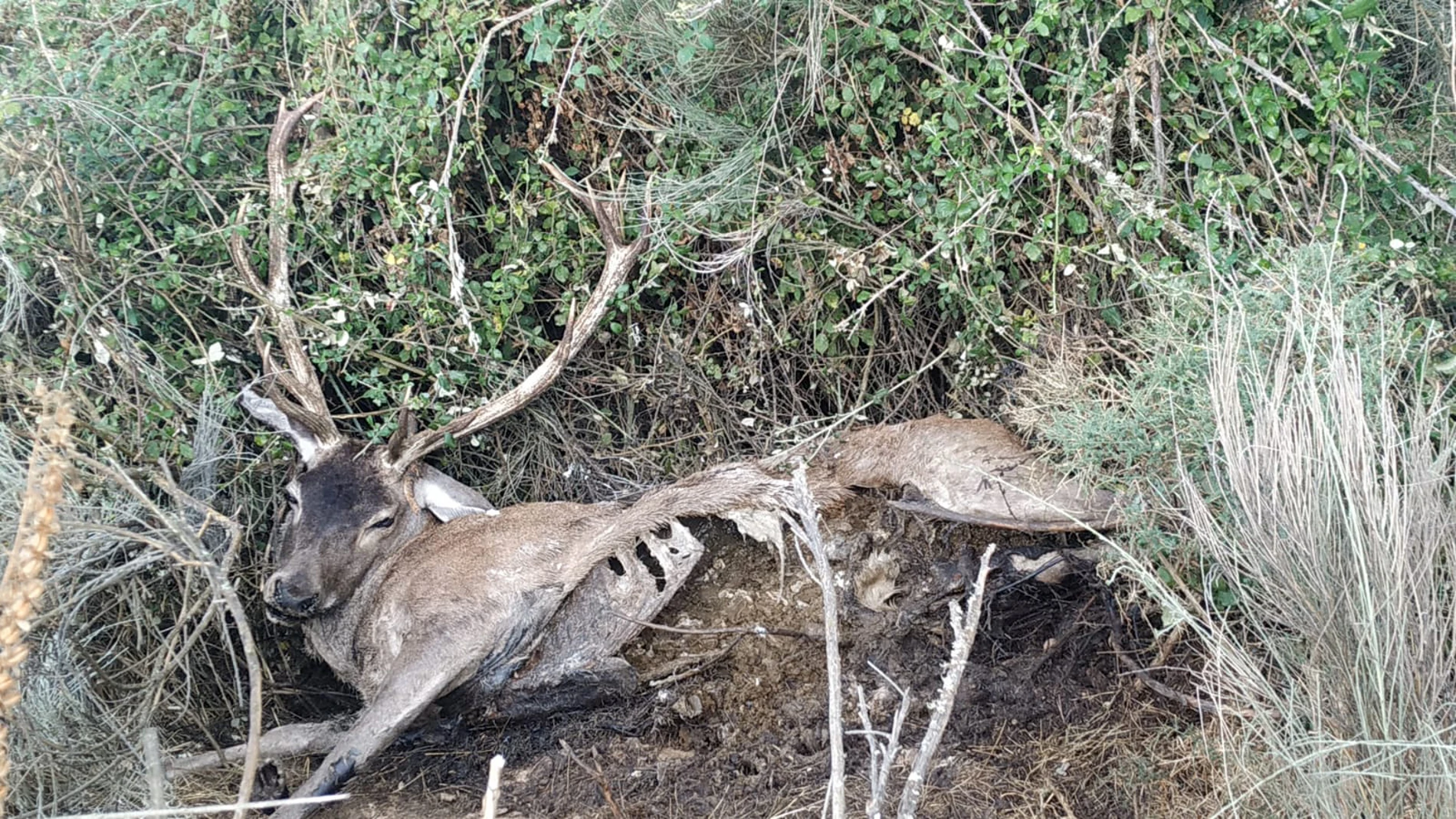 Ejemplar de ciervo muerto en la provincia de Zamora