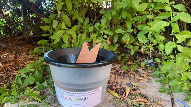 La Diputación de Castellón intensifica el control de plagas de mosquito tigre