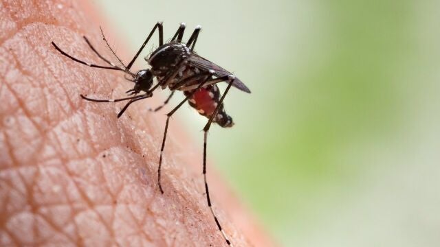 Alerta por el dengue