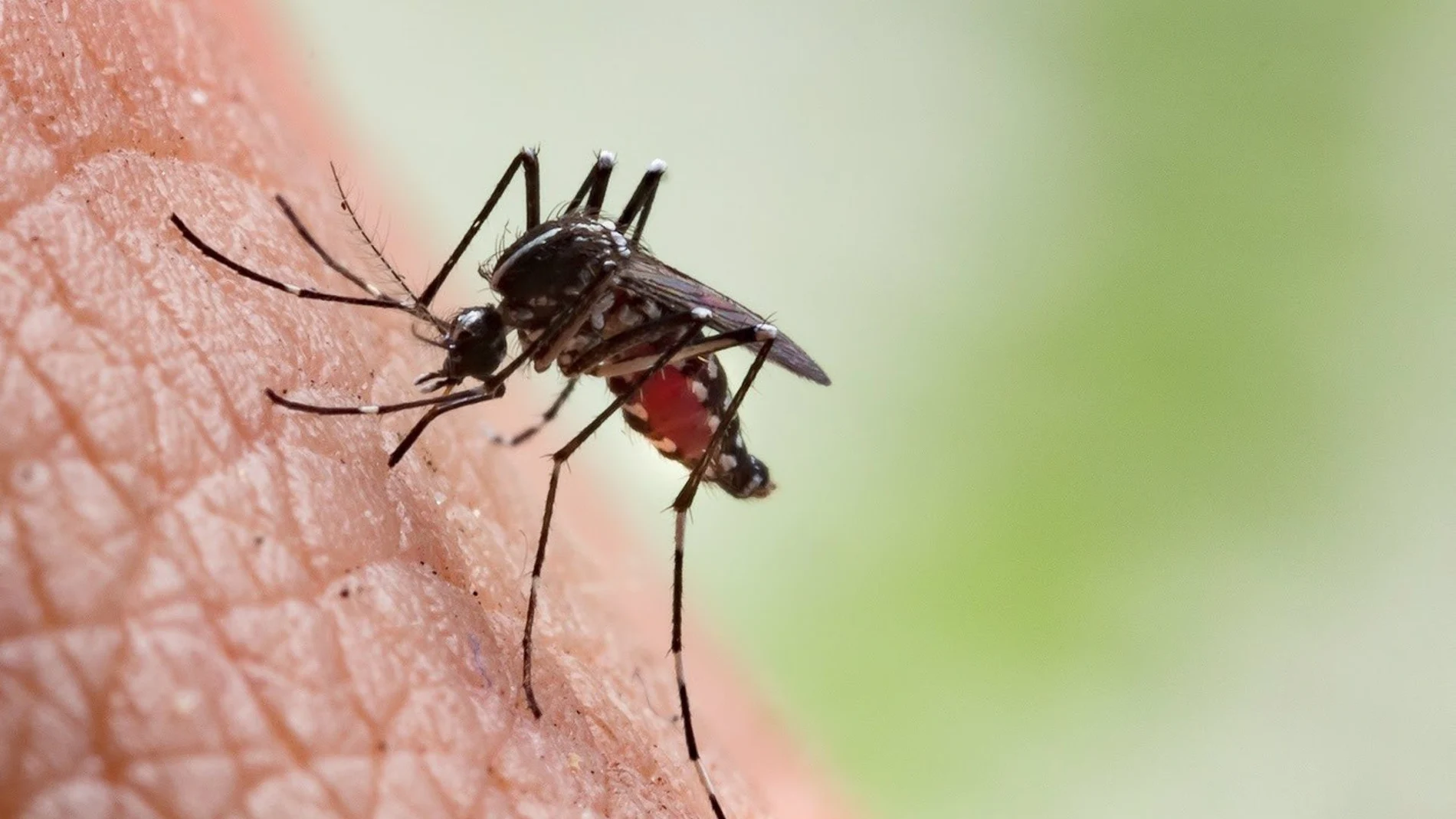 Alerta por el dengue