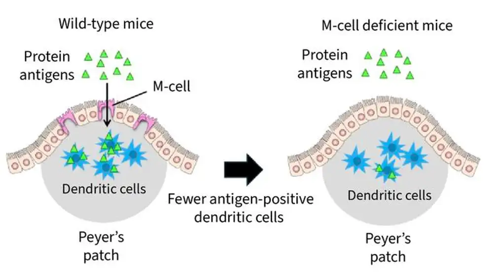 Cuando se inyectan antígenos proteicos en el intestino delgado de los ratones, éstos pasan a las células dendríticas de las placas de Peyer; experimentos similares en ratones deficientes en células M dan como resultado un menor número de células dendríticas que reciben el antígeno proteico