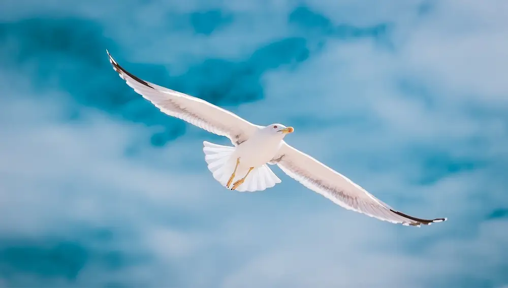 Libertad