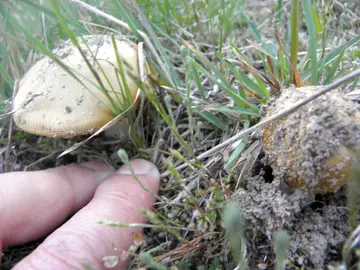 Los primeros ejemplares de setas ya empiezan a asomar en Castilla y León Los primeros ejemplares de setas ya empiezan a asomar en Castilla y León