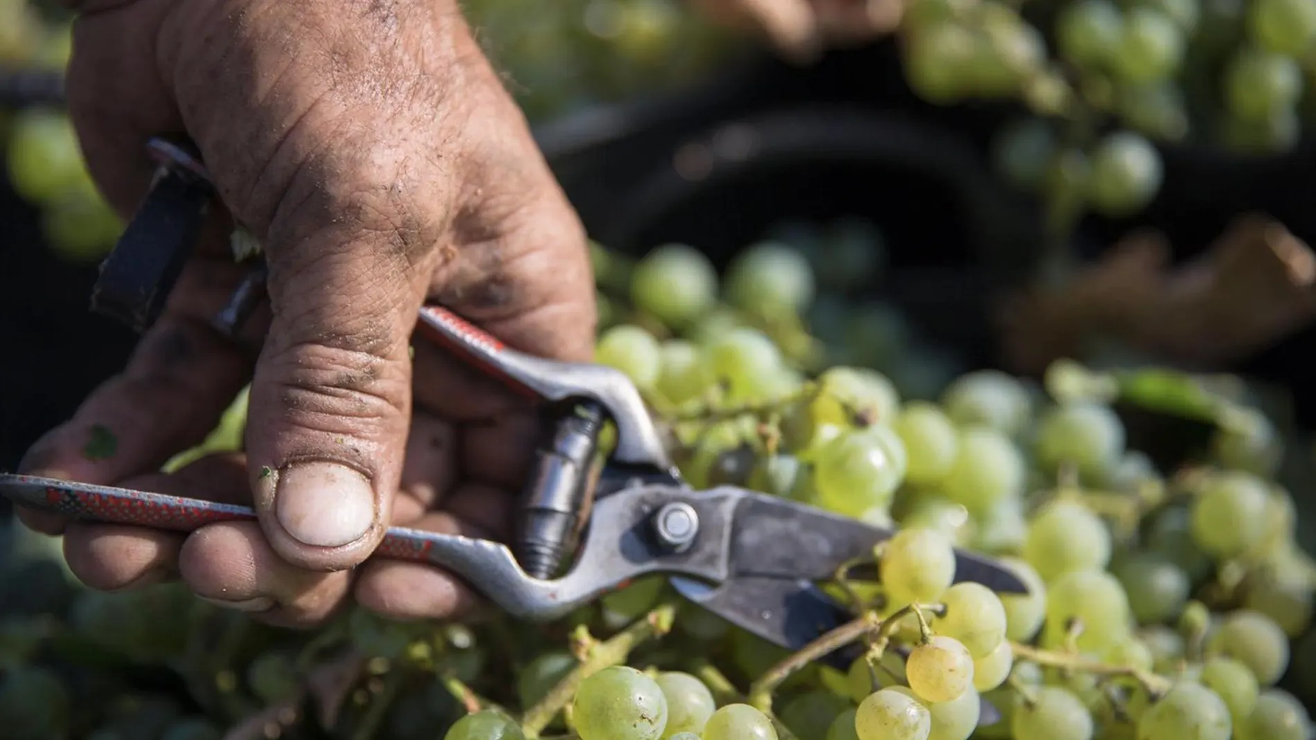 Economía.- Finaliza la vendimia en el Marco de Jerez con niveles previos a 2019 y un 25% más de producción que en 2023
