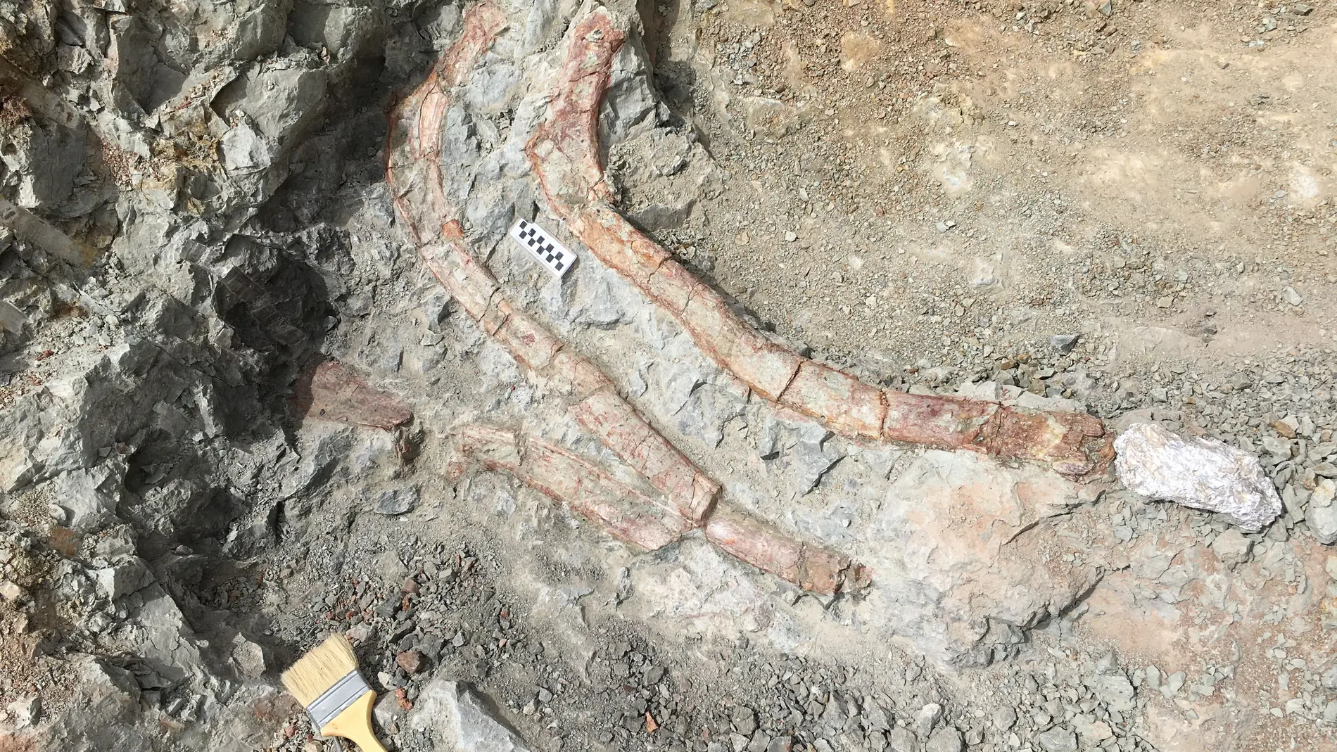 Fósiles de Teruel determinan al 'Iguanodon galvensis' como un dinosaurio ornitópodo de referencia del Cretácico Inferior