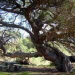 El pino centenario de Mazagón
