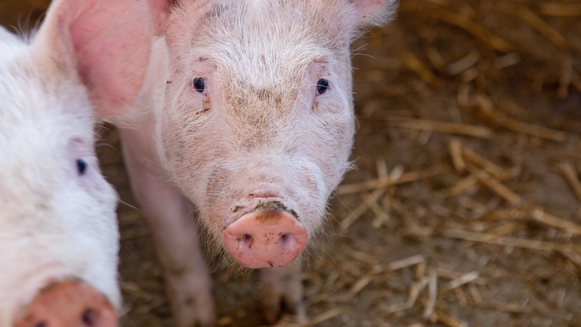 Un cerdo se cae del camión y su vida cambia por completo: como un cuento de hadas