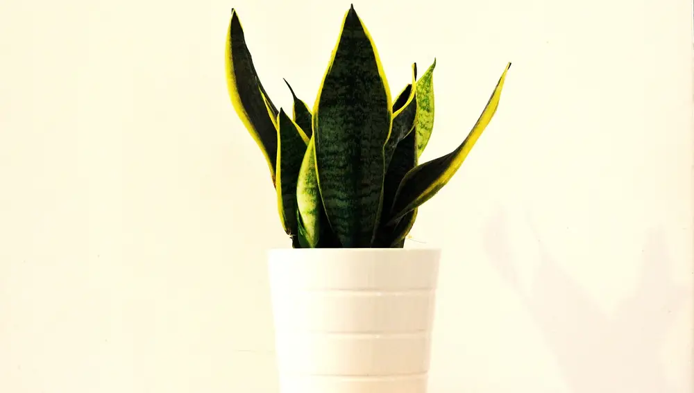 Sansevieria en interior
