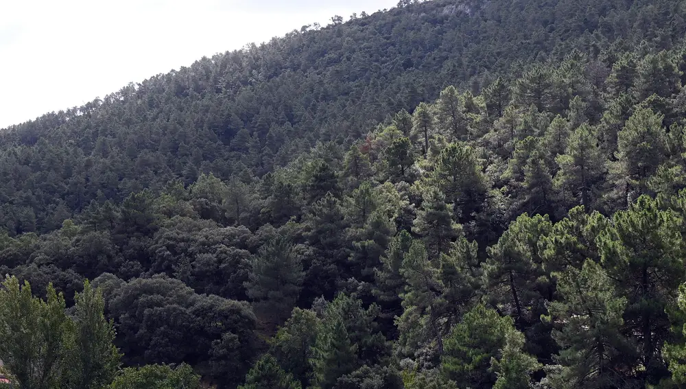 Zona de pinares de Burgos y Soria