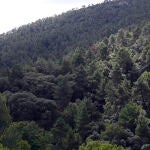 Zona de pinares de Burgos y Soria