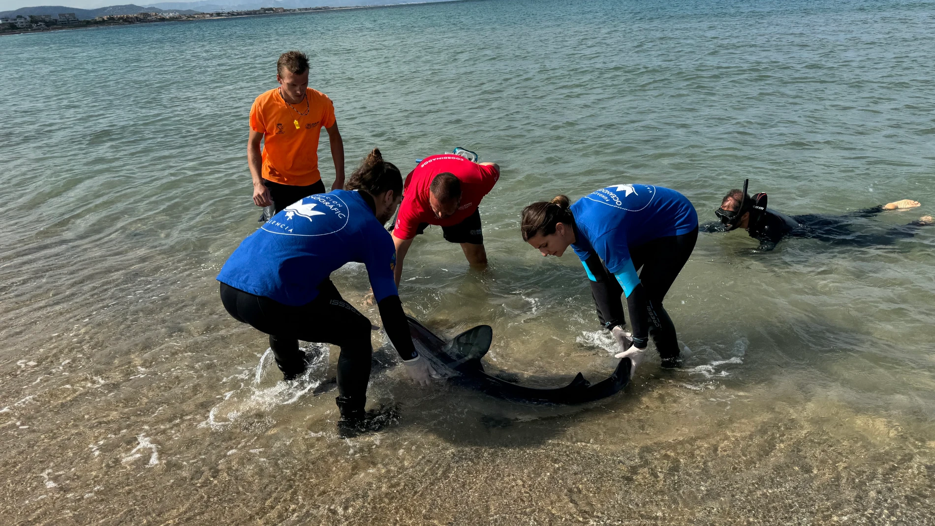 Equipos de rescate recuperan el tiburón del agua REMITIDA / HANDOUT por OCEANOGRÀFIC Fotografía remitida a medios de comunicación exclusivamente para ilustrar la noticia a la que hace referencia la imagen, y citando la procedencia de la imagen en la firma 24/09/2024