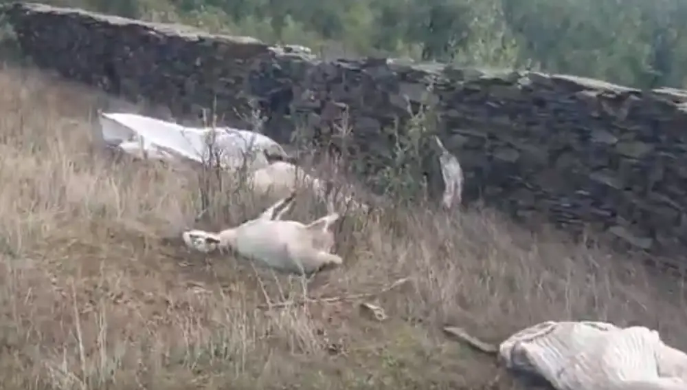 Aparecen 15 ovejas muertas tras el ataque de unos lobos en un pueblo de Guadalajara