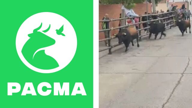 Un toro se escapa de un encierro y acaba matando a una persona y dejando heridas a otras tres, entre ellas una niña, en Pantoja (Toledo)