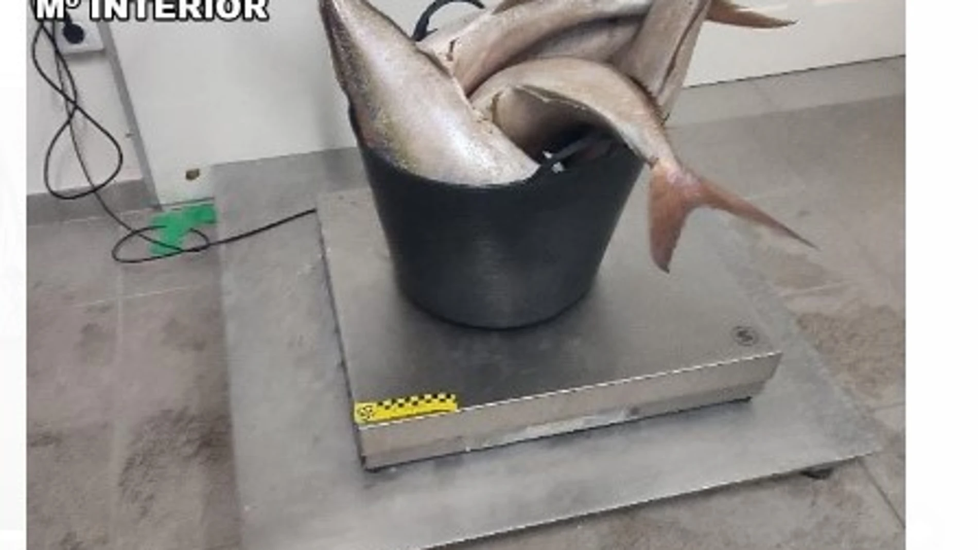 Parte de la pesca que se ha incautado