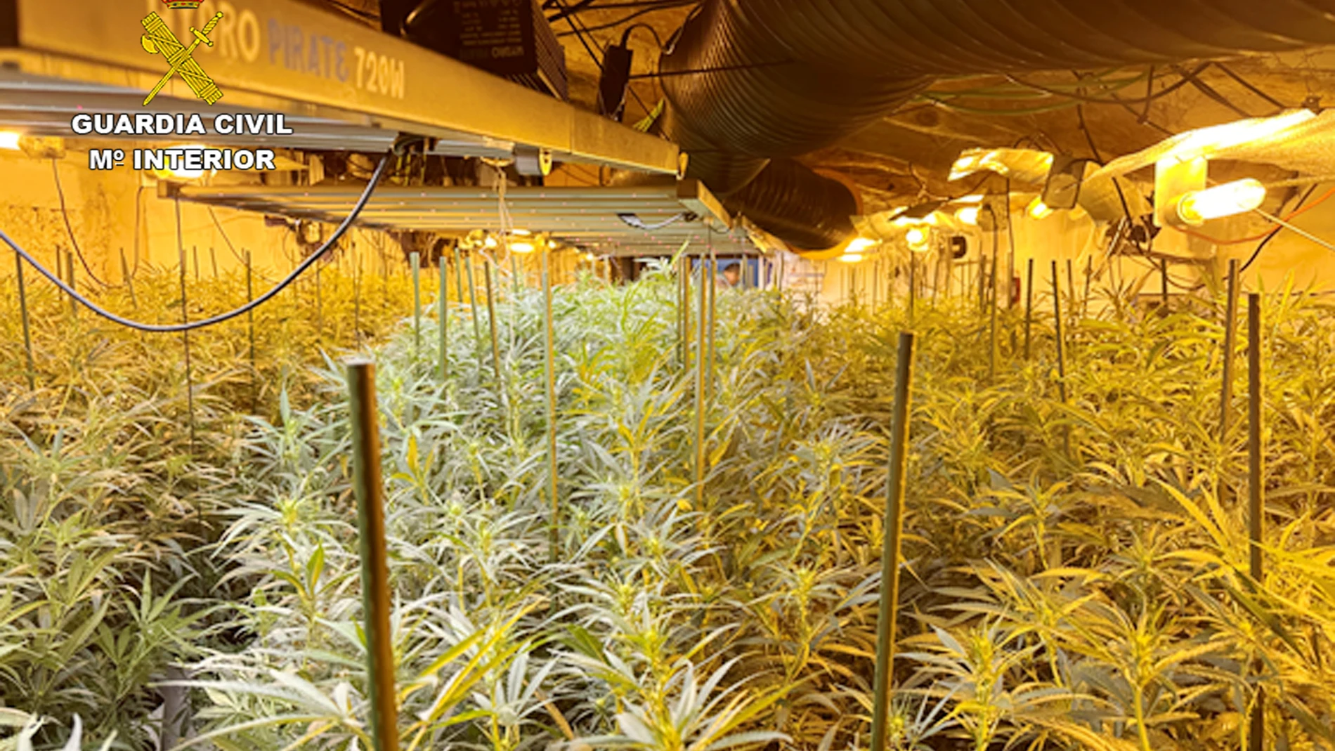 El registro de la casa cueva se saldó con la incautación de 2.420 plantas de cannabis en distintas fases de crecimiento y floración