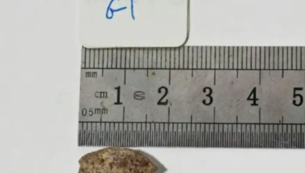 La semilla de Sheba