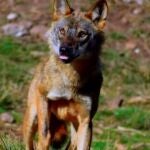 Lobo ibérico
