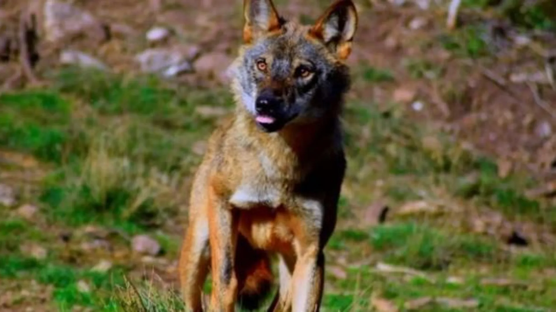 Lobo ibérico