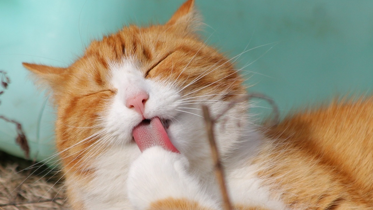 ¿Podrá la IA traducir lo que dice tu gato? Las posibilidades son reales