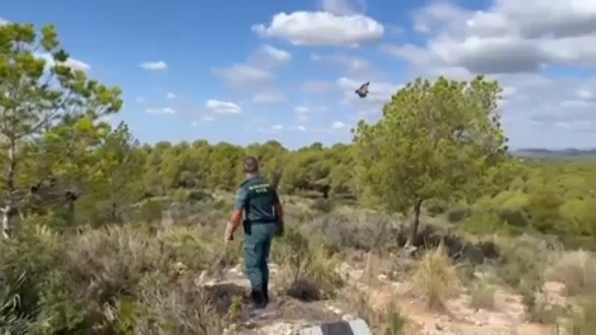 El vuelo del buitre milagrosamente rescatado por la Guardia Civil de una carretera valenciana