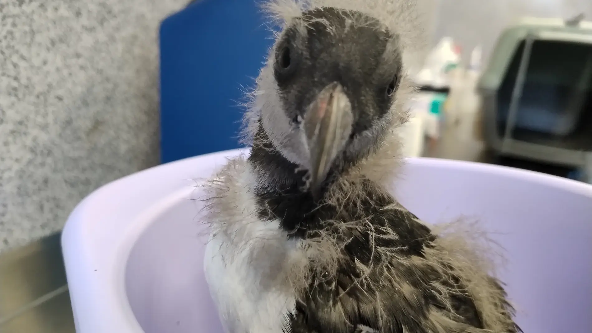 Uno de los pollos de frailecillo