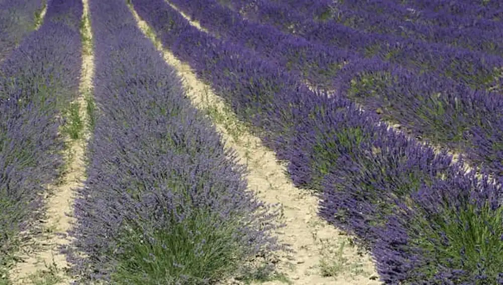Campos de lavanda en TIedra