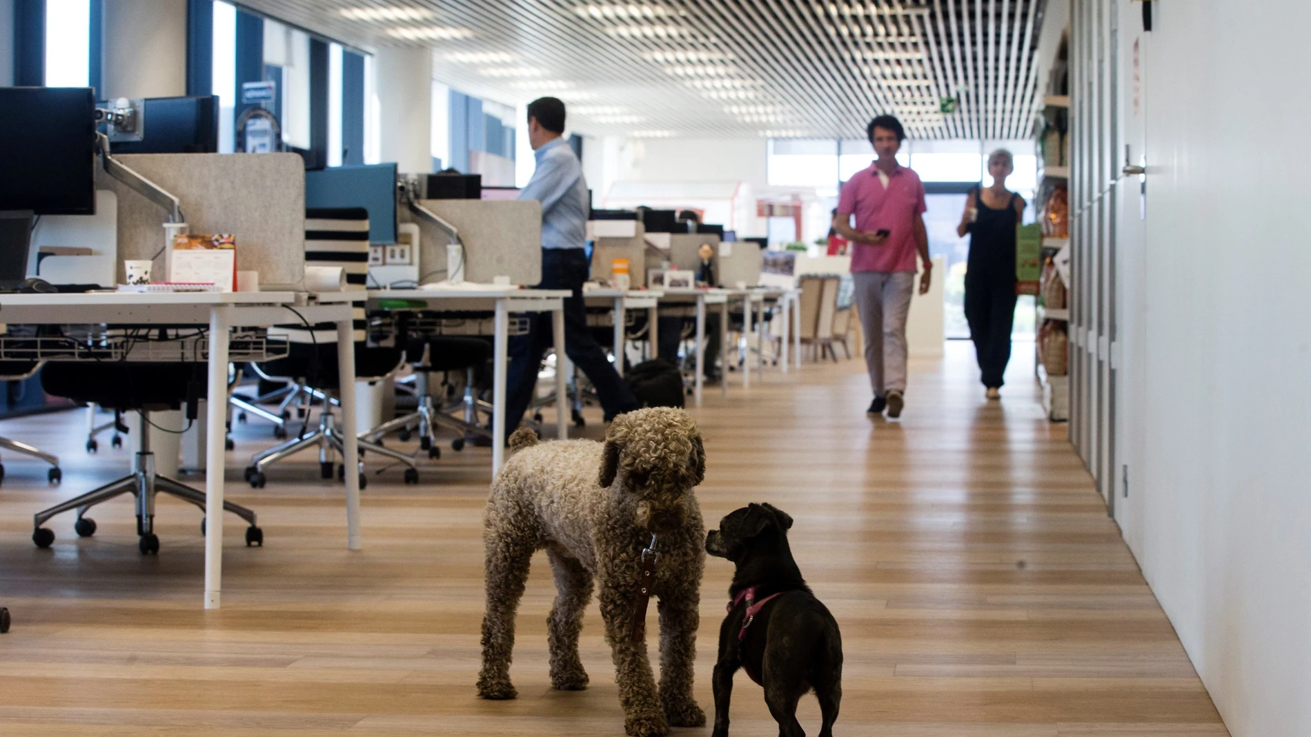 Empleados de la empresa Affinity participaron hoy en el día de llevar tu perro al trabajo, ''Take your dog to work day'', una jornada en la que pueden disfrutar de la compañía de sus mascotas en la oficina y que se celebra en varios paises del mundo, entre ellos España, Estados Unidos, Reino Unido, Australia, Nueva Zelanda y Canadá.