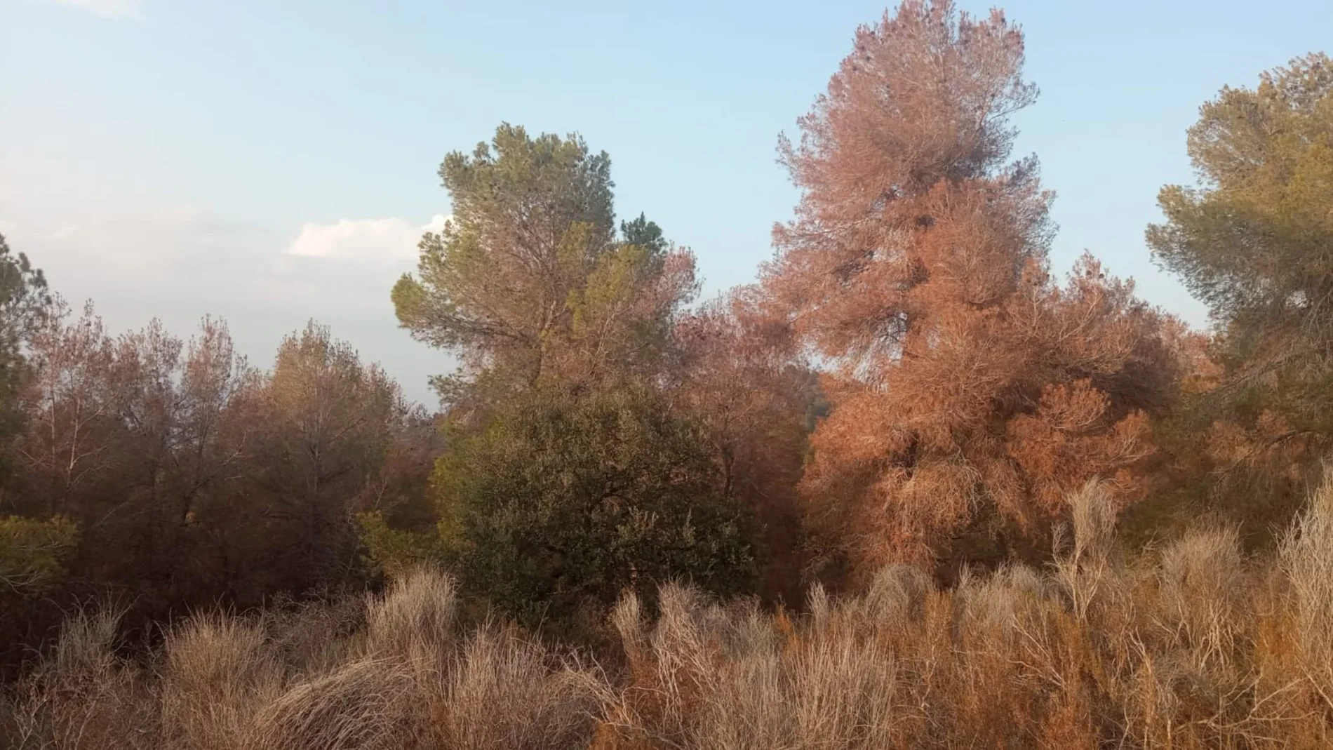 Los montes de gran parte de la Región de Murcia se encuentran afectados y "débiles"