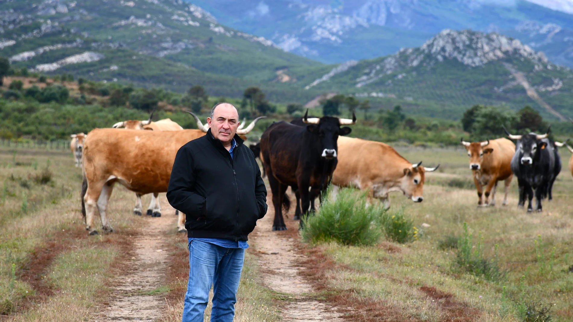 José Gordón, propietario de "El Capricho" junto a sus bueyes