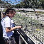 Trabajos del proyecto europeo LIFE Adapt-Aleppo para desarrollar estrategias para adaptar las masas de pino carrasco que se llevan a cabo en la Región de Murcia