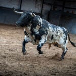 Estos son los poderosos novillos que se lidiarán esta tarde en Las Ventas