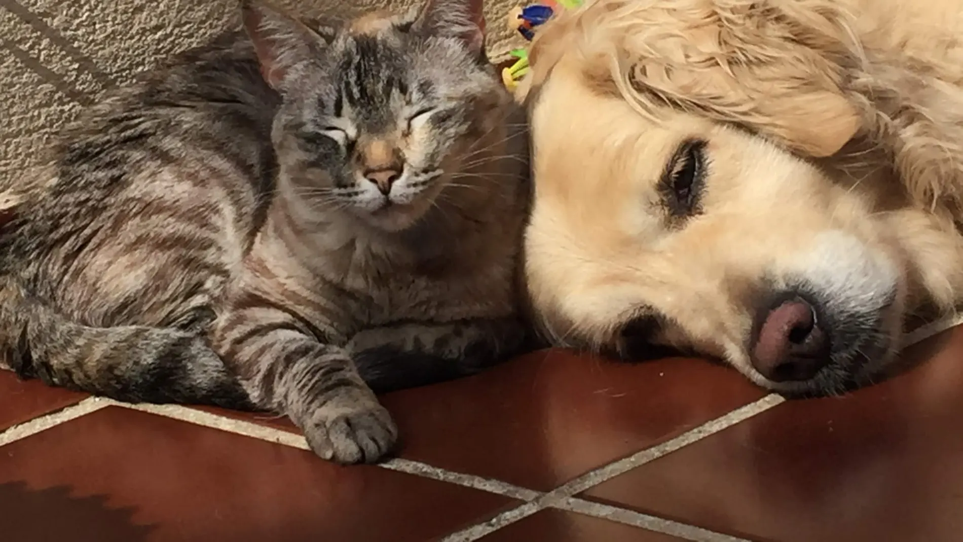 Es fundamental estar atentos a señales sutiles que indiquen problemas en los animales sénior