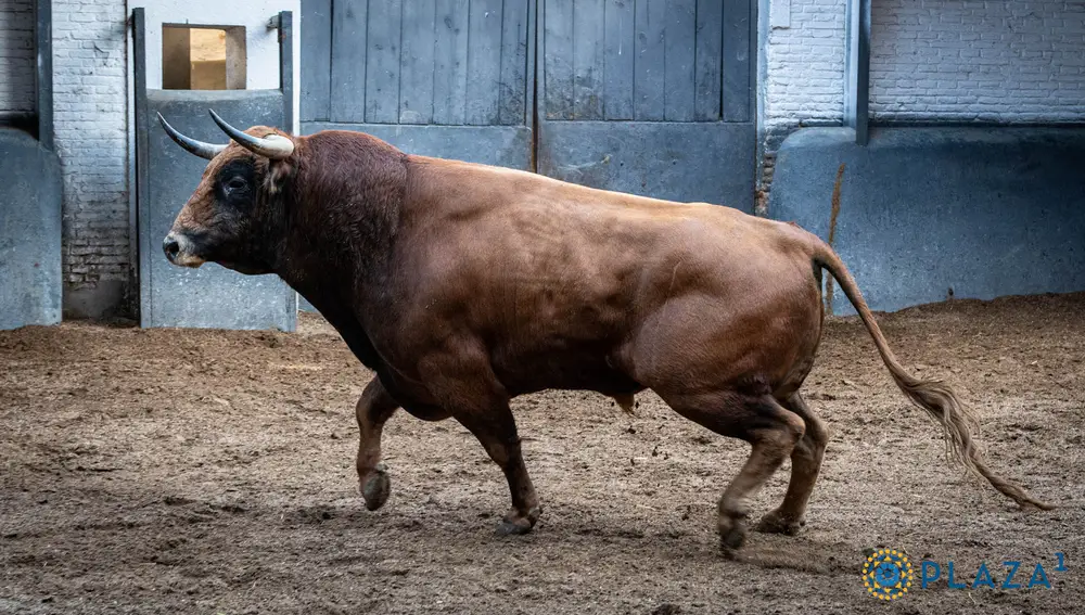 6º, "Golondrino", nº 17