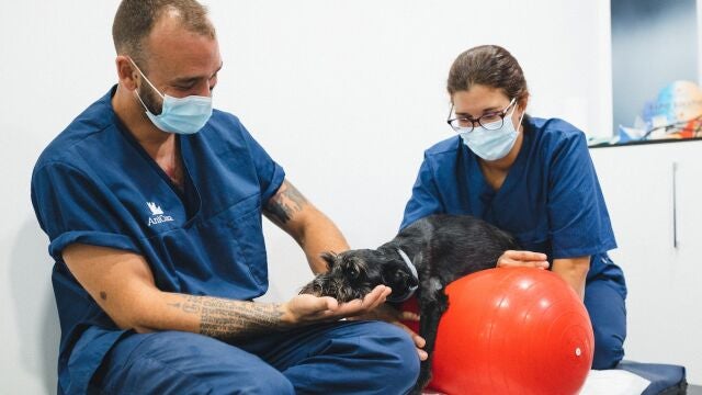 El centro celebra sus tres siglos de historia con grandes profesionales veterinarios