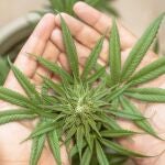 El cannabis es la sustancia ilegal de mayor consumo en la región, con un incremento de 1,4 puntos respecto a 2022
