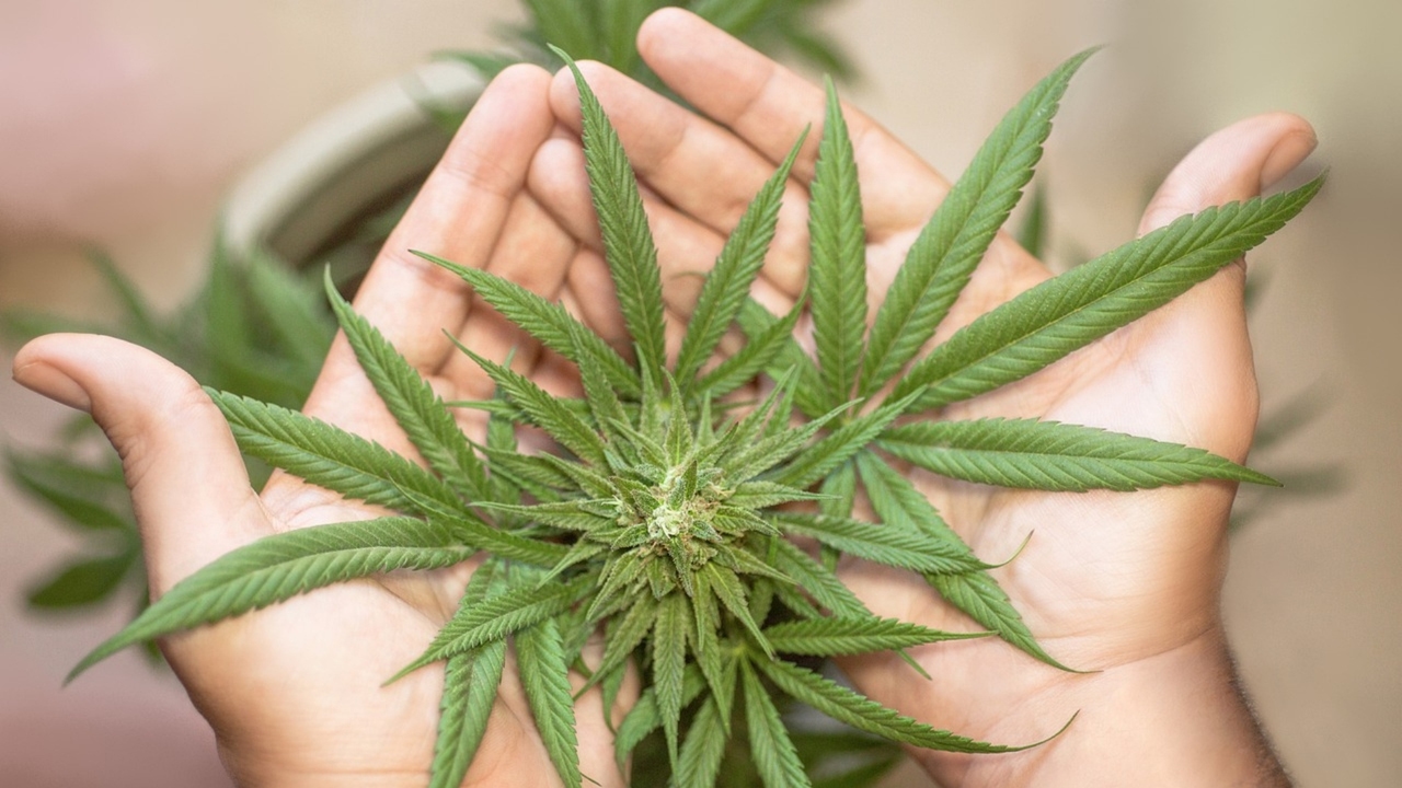 Alarma por el inicio del consumo de cannabis entre niños de 9 y 10 años