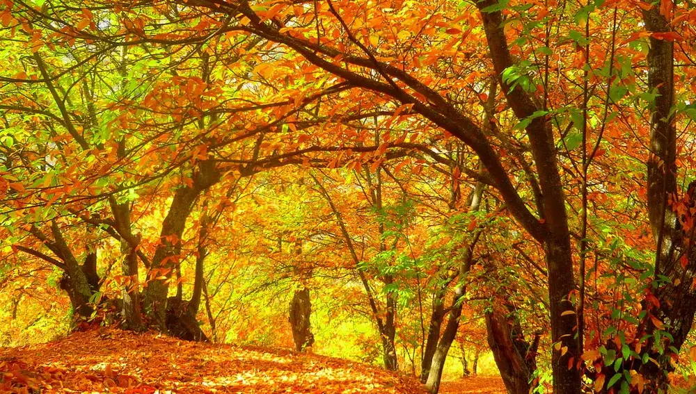 El Bosque de Cobre: el otoño permite disfrutar de imágenes insólitas en la Serranía de Ronda