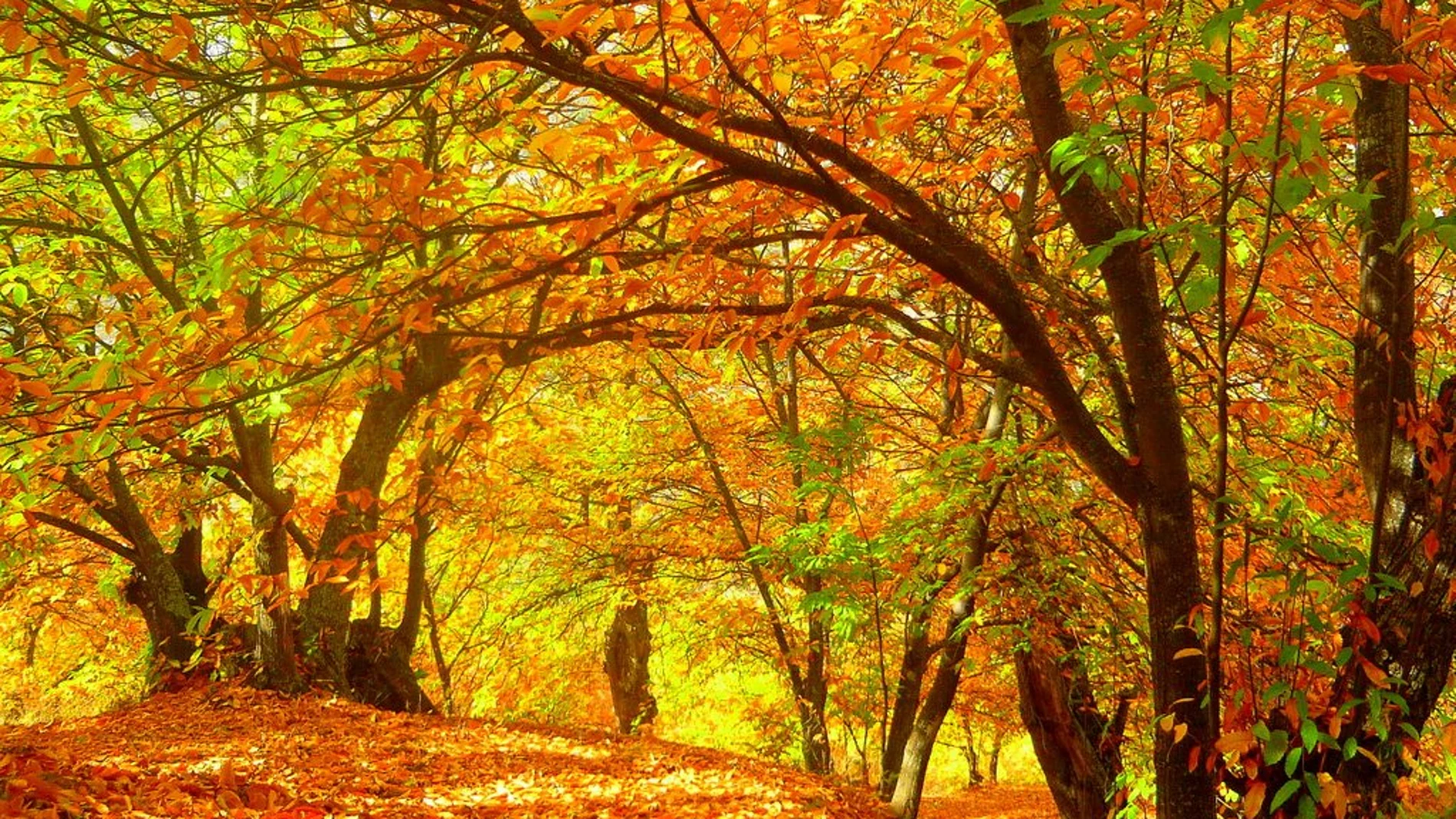 El Bosque de Cobre: el otoño permite disfrutar de imágenes insólitas en la Serranía de Ronda